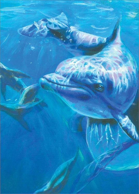 signs 4 fun Dolphin Magnet