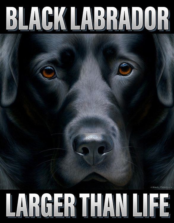 signs 4 fun Large than Life Lab Metal Tin Sign