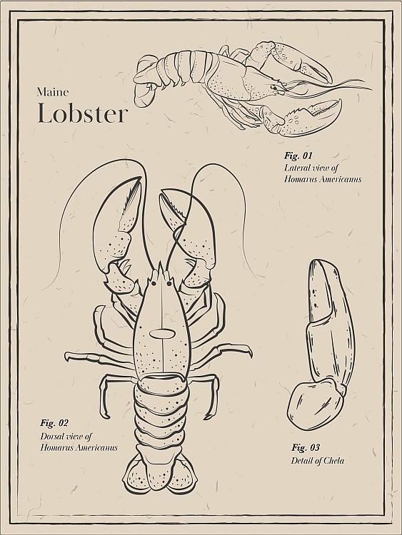 signs 4 fun Lobsters Served Daily 1 Magnet
