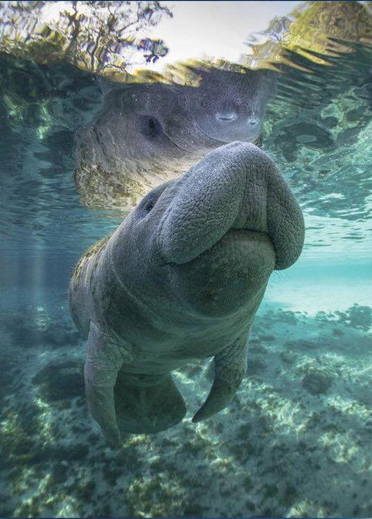 signs 4 fun Manatee Water Magnet