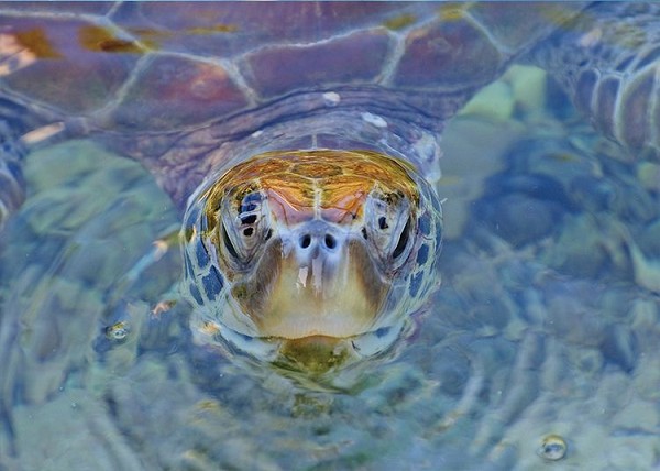 signs 4 fun Sea Turtle Face Magnet