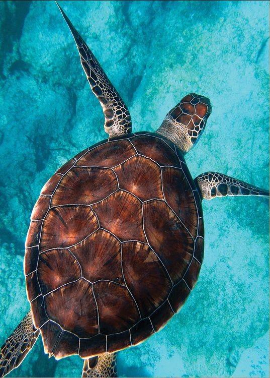 signs 4 fun Sea Turtle Shell Magnet