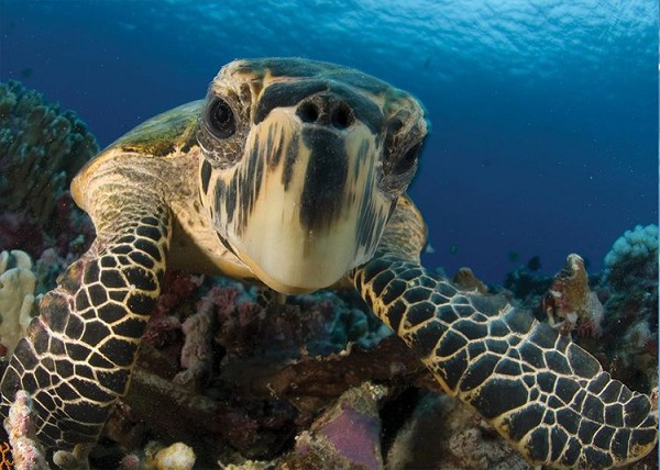 signs 4 fun Sea Turtle Under Water Magnet