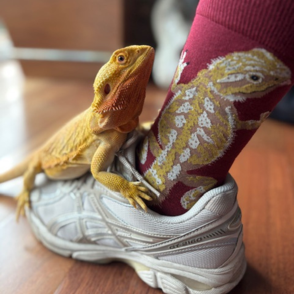 Sock It To Me Bearded Dragon Crew Socks