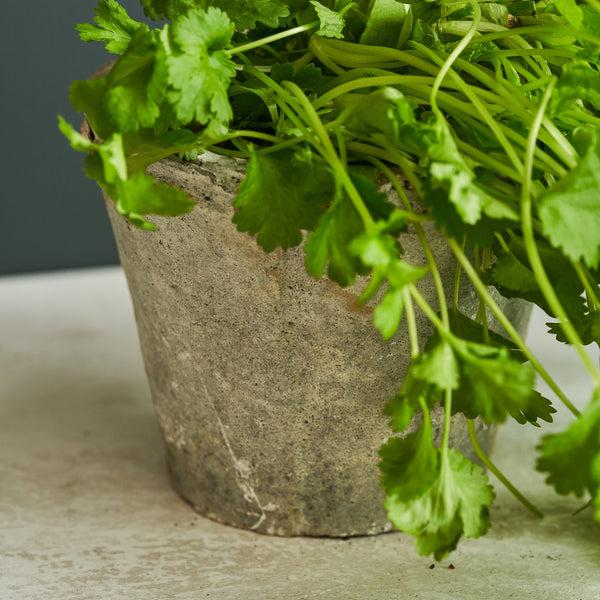 Sophie Allport Aged Stone Terracotta Pot