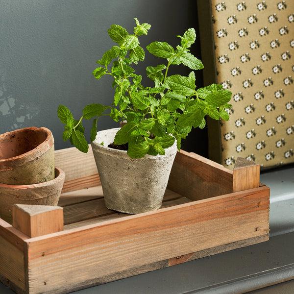 sophie allport Aged Stone Terracotta Pot