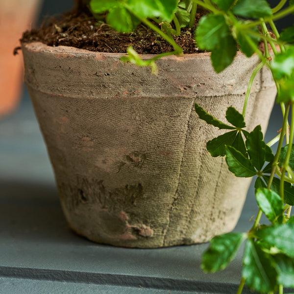 Sophie Allport Aged Terracotta Pot