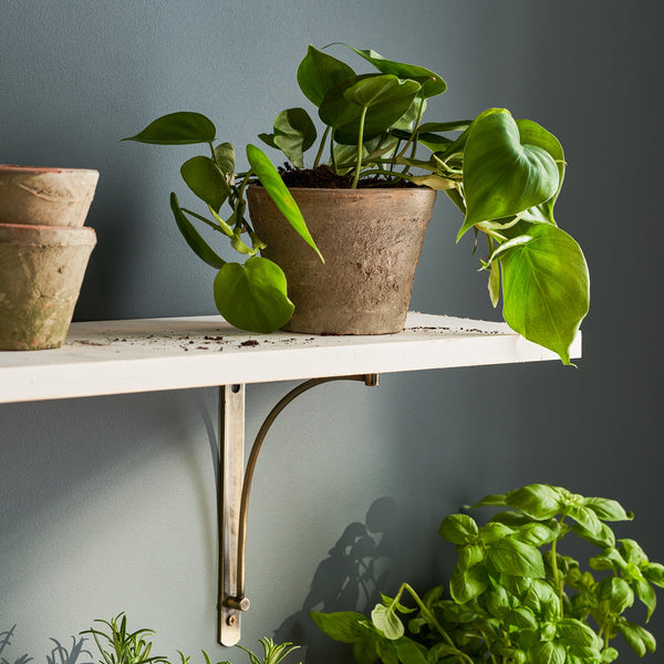 Sophie Allport Aged Terracotta Pot