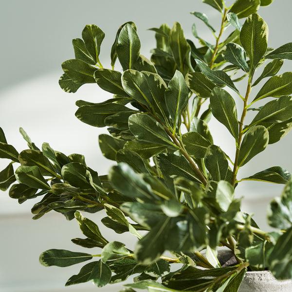 Sophie Allport Faux Pittosporum Leaves - Green