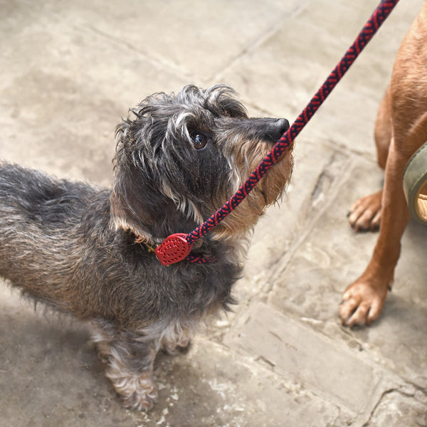 Sophie Allport Red Rope Lead