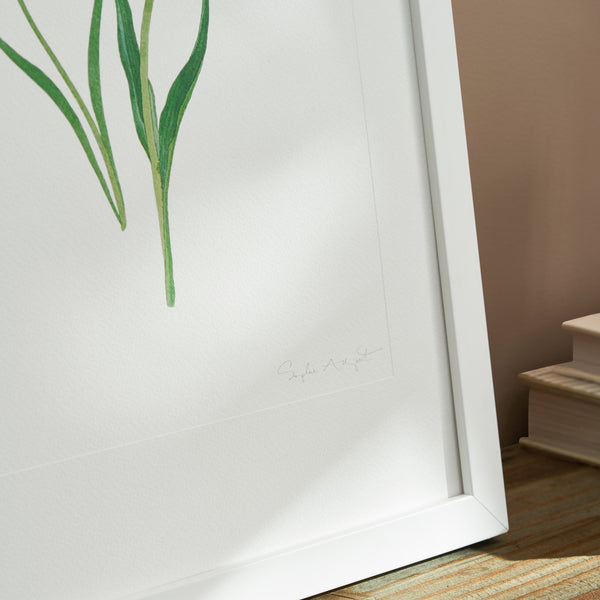 Sophie Allport Tulips Print