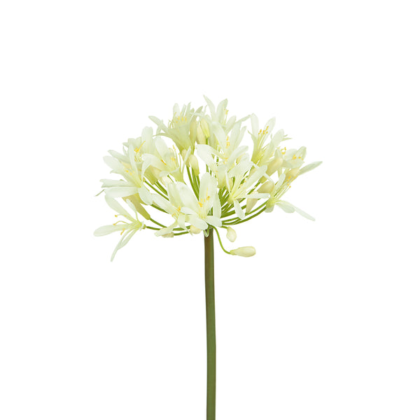 Sophie Allport White Agapanthus