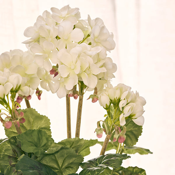 Sophie Allport White Potted Geranium