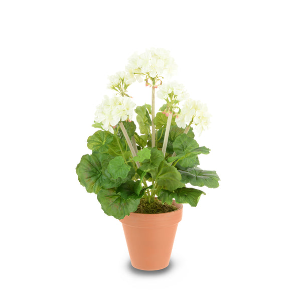 Sophie Allport White Potted Geranium