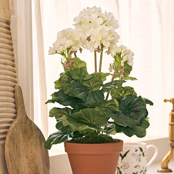 Sophie Allport White Potted Geranium