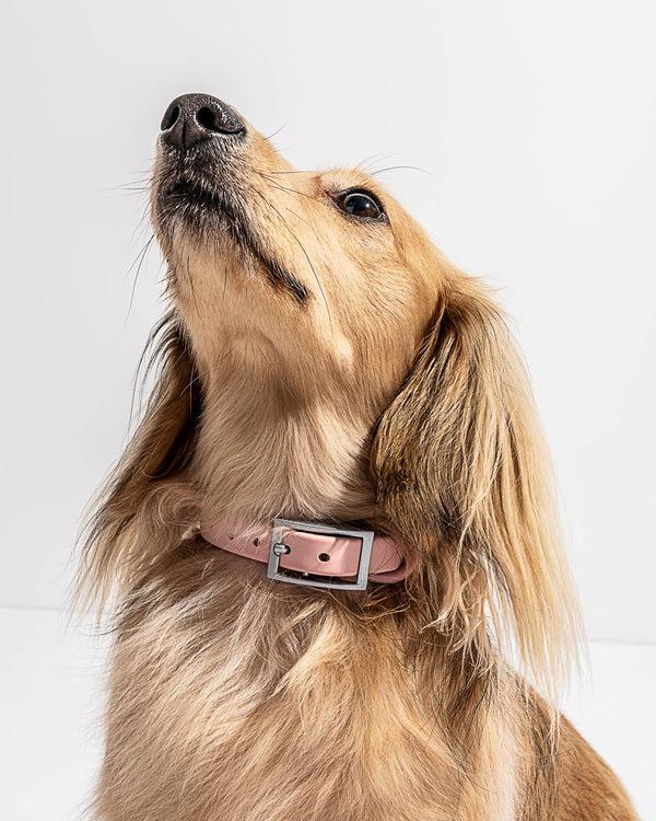 Splendid Splendid X Wild One Dog Collar