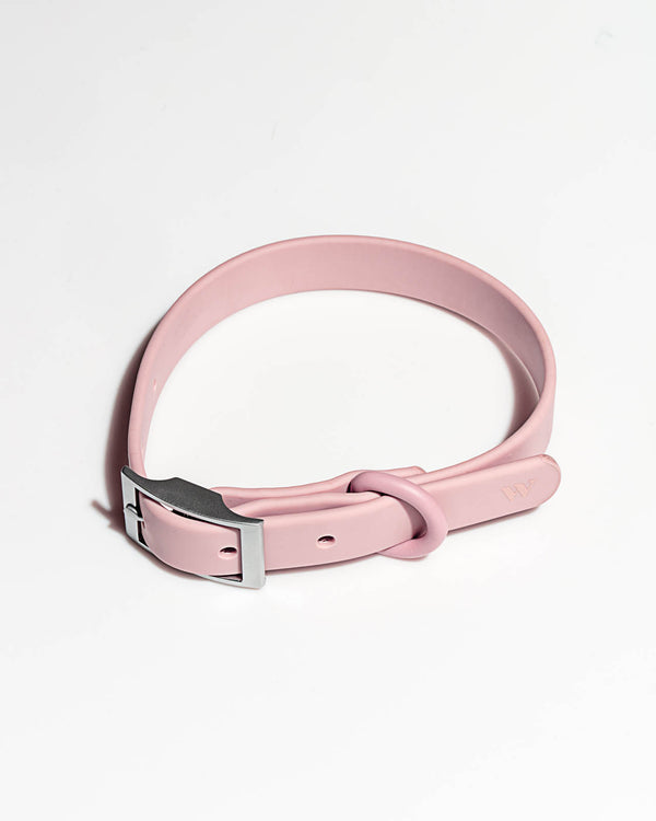Splendid Splendid X Wild One Dog Collar