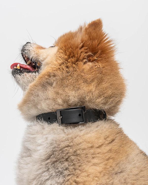 splendid Splendid x Wild One Dog Collar