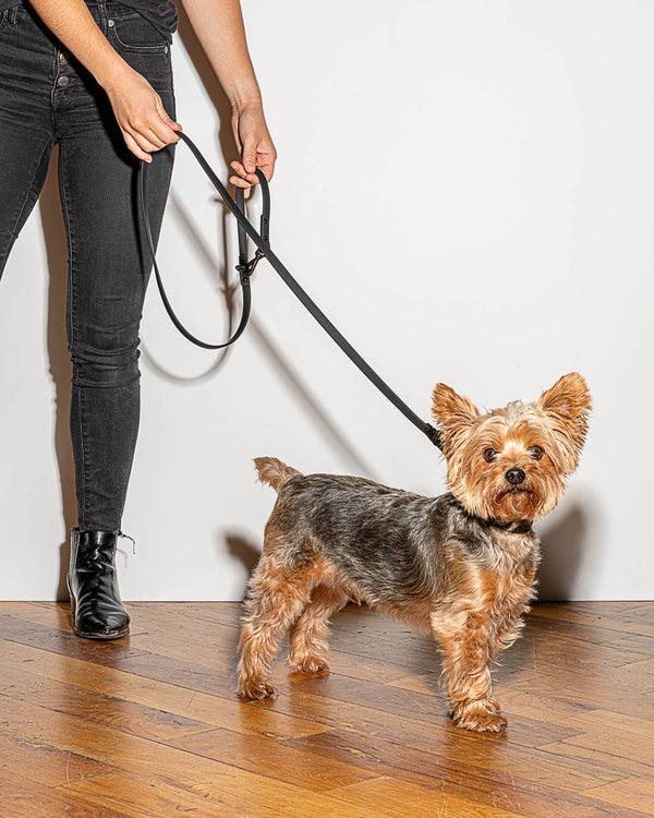 Splendid Splendid X Wild One Leash