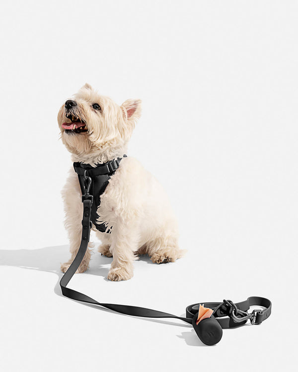 splendid Splendid x Wild One Leash