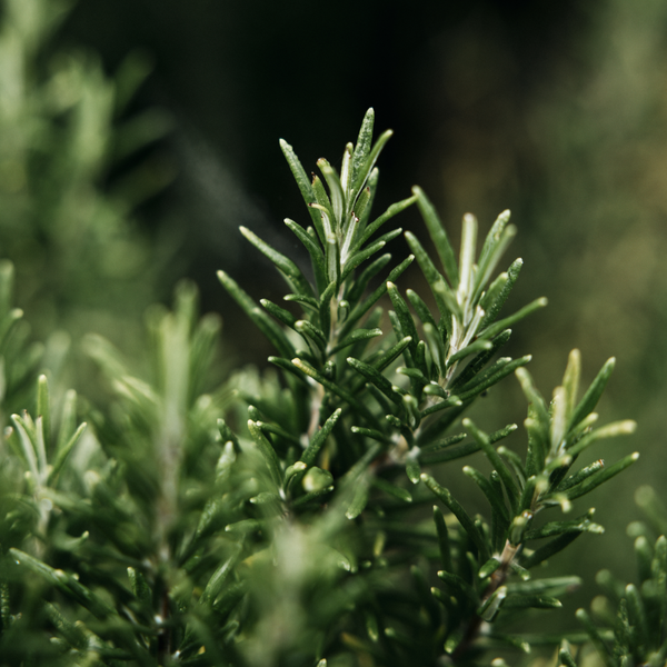 St. Eval Candle Company Bay & Rosemary