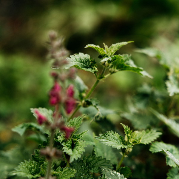 St. Eval Candle Company Bergamot & Nettle