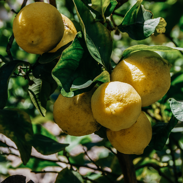 St. Eval Candle Company Citronella