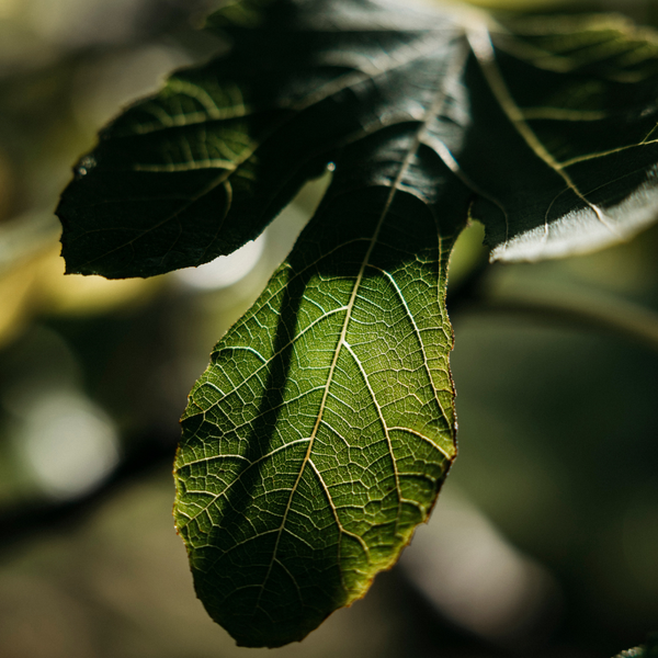 St. Eval Candle Company Fig Tree