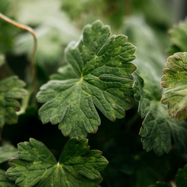 St. Eval Candle Company Geranium Leaf