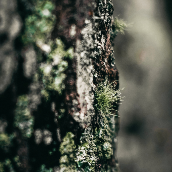 St. Eval Candle Company Granite & Moss