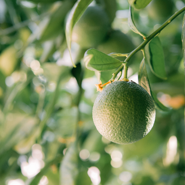 St. Eval Candle Company Grapefruit & Lime