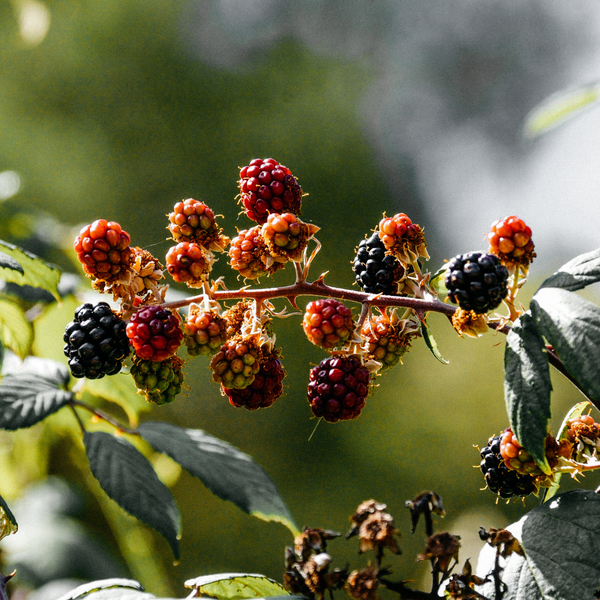 St. Eval Candle Company Hawthorn & Berries