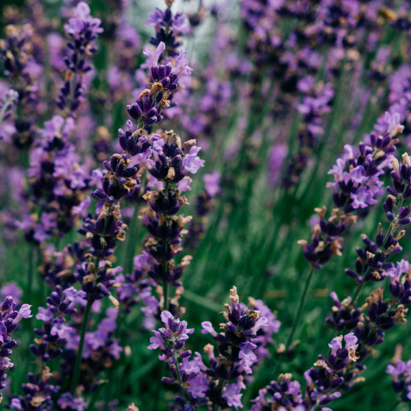 St. Eval Candle Company Lavender Fields