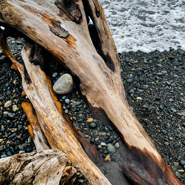 St. Eval Candle Company Sea Moss & Driftwood