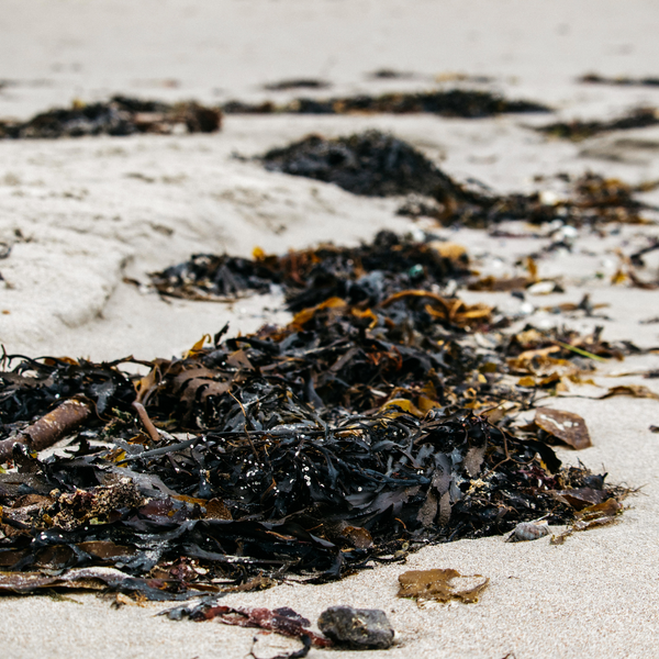 St. Eval Candle Company Sea Salt