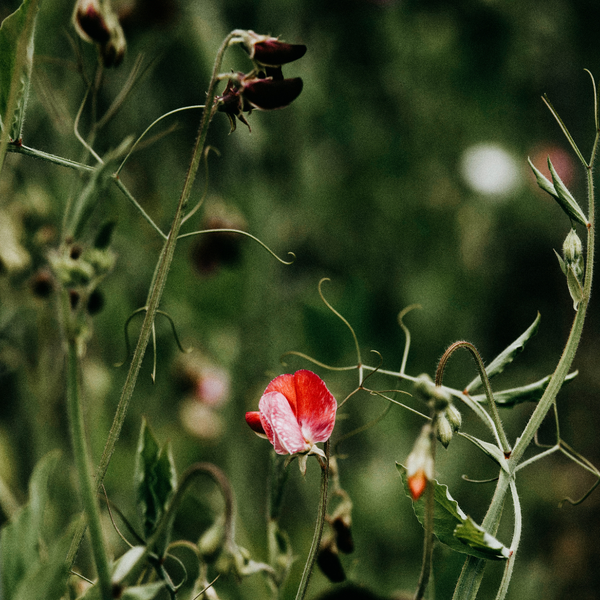 St. Eval Candle Company Sweet Pea