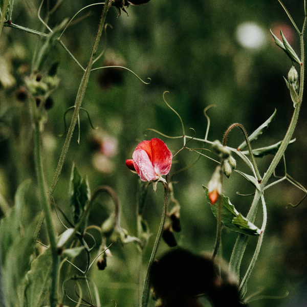 St. Eval Candle Company Sweet Pea