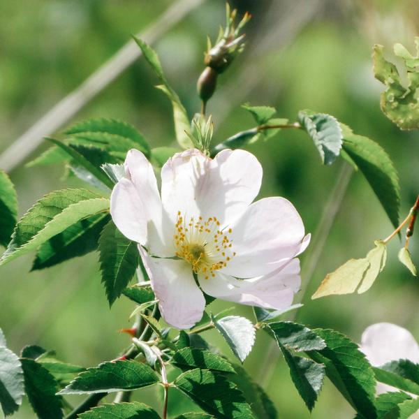 St. Eval Candle Company Vintage Rose