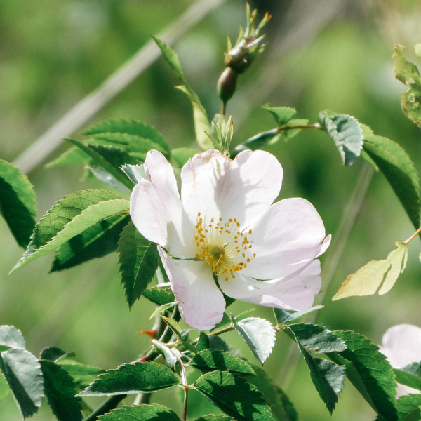 St. Eval Candle Company Vintage Rose