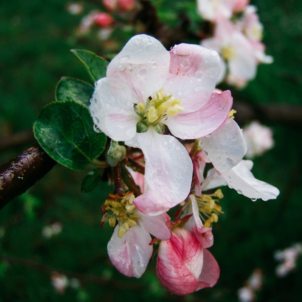 St. Eval Candle Company Walled Garden