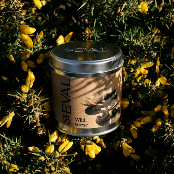 St. Eval Candle Company Wild Gorse
