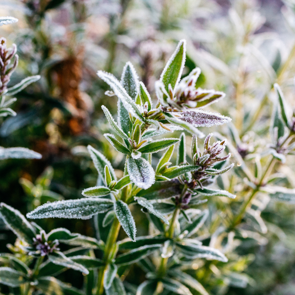 St. Eval Candle Company Winter Thyme