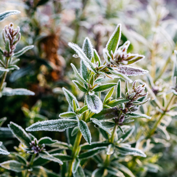 St. Eval Candle Company Winter Thyme
