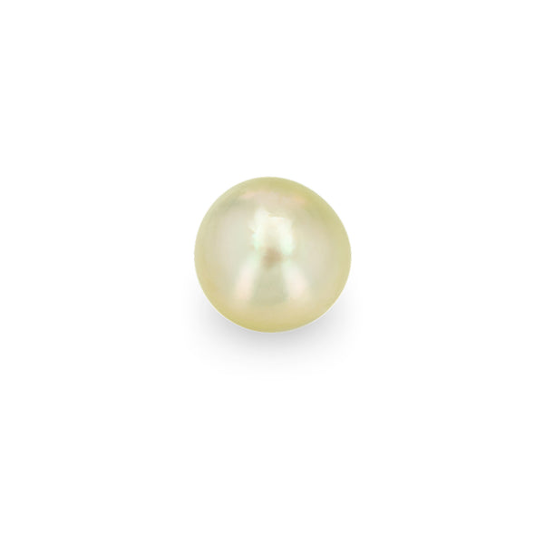 starling BESPOKE CHAMPAGNE TAHITIAN PEARL