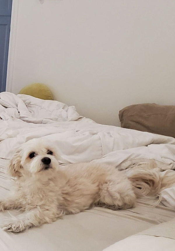 Staud CUSTOM ALEC BAG TAN