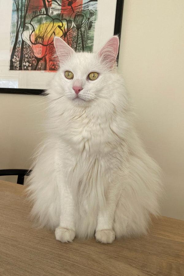 Staud CUSTOM SHIRLEY LEATHER BAG BLACK