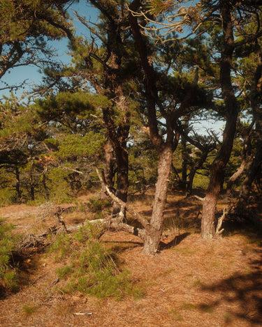 Stele Atwood Beech Forest Eau De Parfum