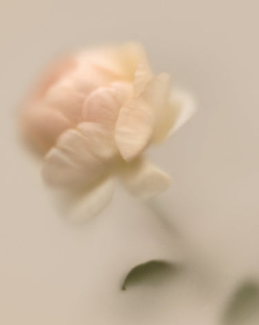 Stele Belnu Rose Steady Eau De Parfum