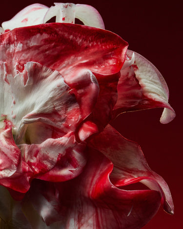 Stele D'Orsay Holy Berry Extrait De Parfum