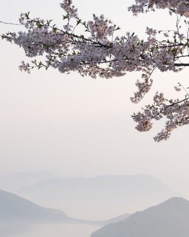 Stele Hima Jomo Spring In Bome Eau De Parfum